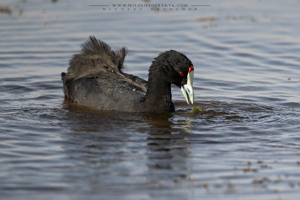 Amboseli National Park
