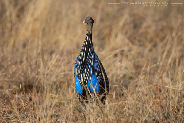 Samburu National Reserve