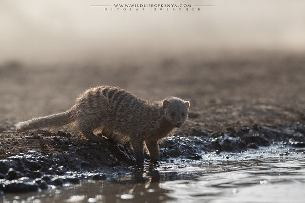 Shompole Conservancy