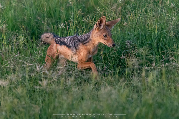 Selenkay Conservancy