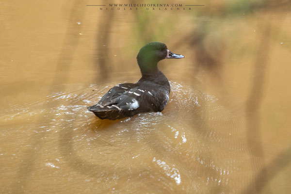Nakuru National Park