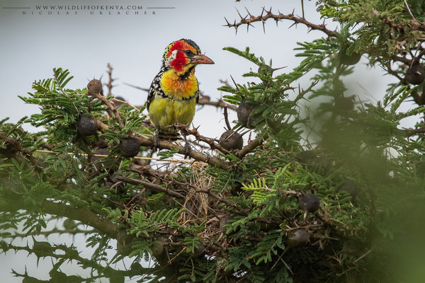 Samburu National Reserve