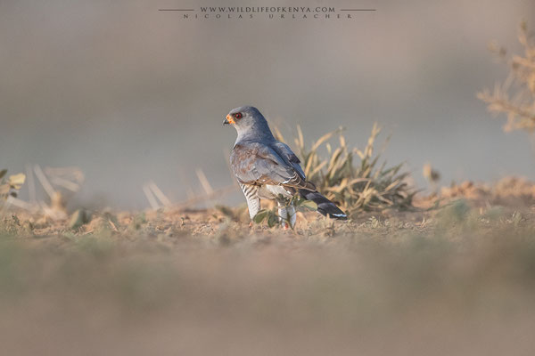 Shompole Conservancy