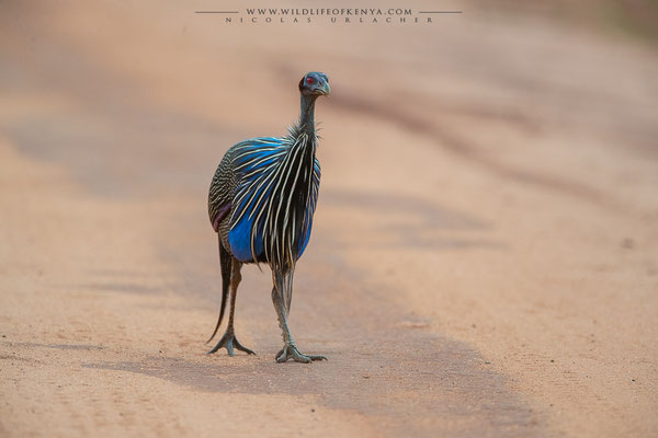 Tsavo West National Park