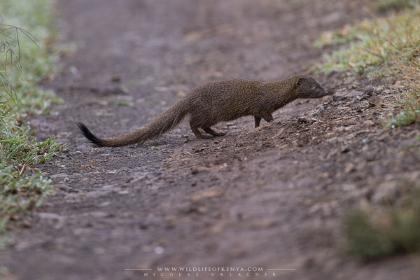 Aberdare National Park