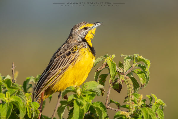 Nakuru National Park