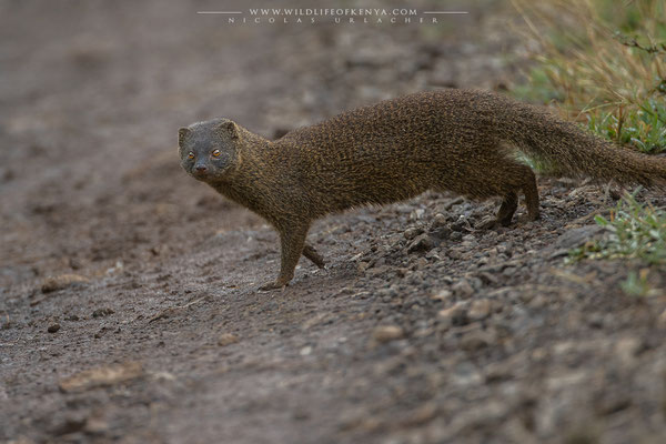 Aberdare National Park