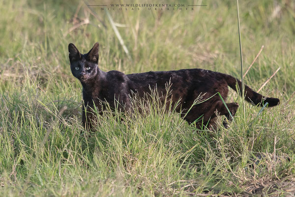 Amboseli National Park
