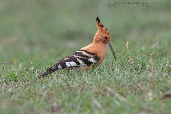 Ol Pejeta Conservancy