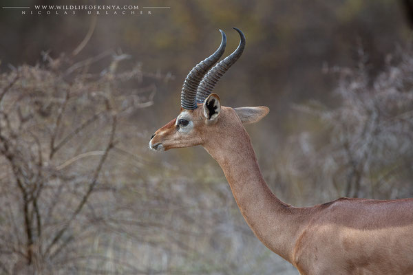 Samburu National Reserve