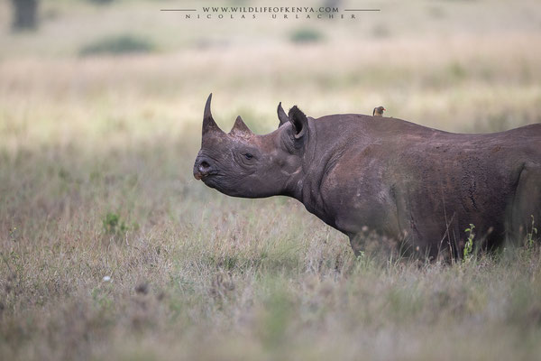 Nairobi National Park