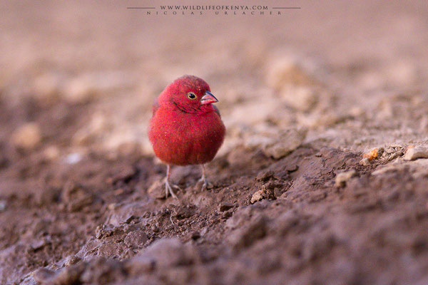 Shompole Conservancy