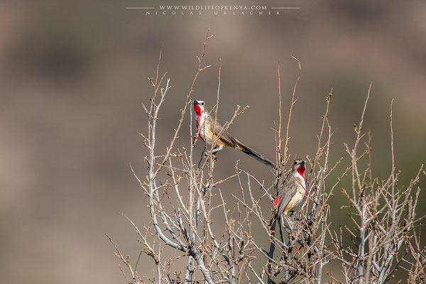 Samburu National Reserve