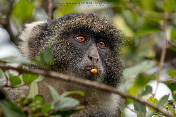 Karura Forest, Nairobi
