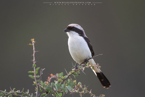 Nakuru National Park