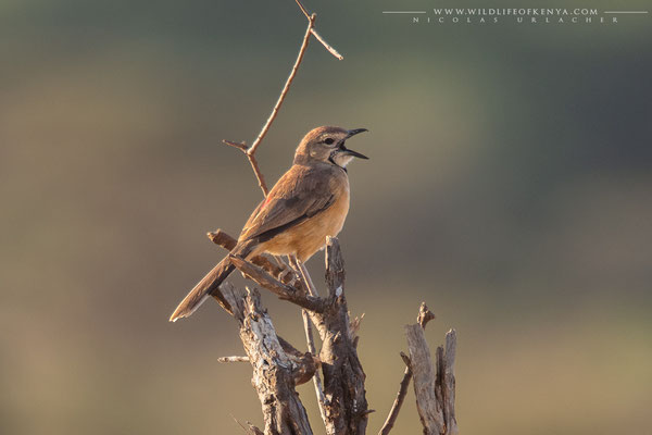 Samburu National Reserve