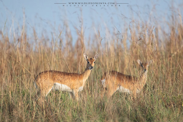 Mara Triangle