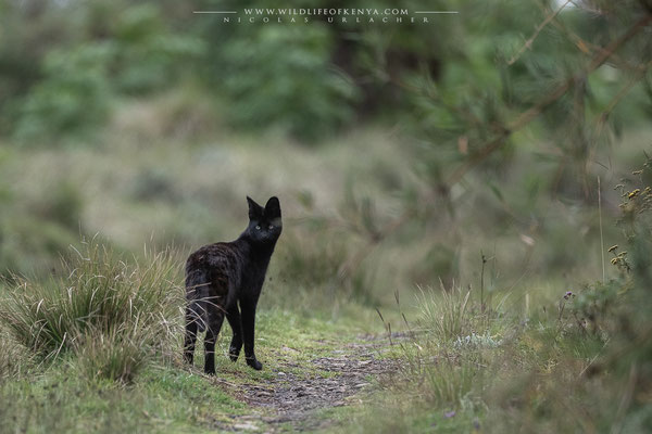 Aberdare National Park