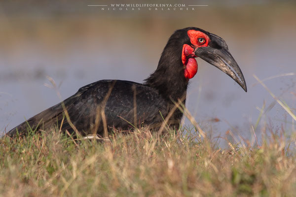 Masai Mara National Reserve