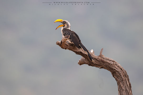 Eastern Yellow-billed Hornbill / Samburu / December 2022
