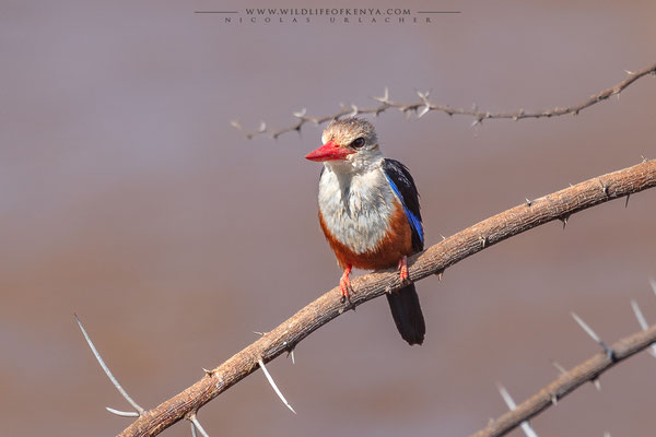 Samburu National Reserve