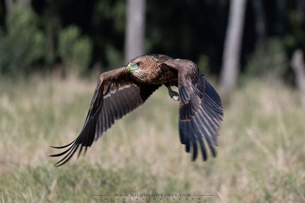Masai Mara National Reserve