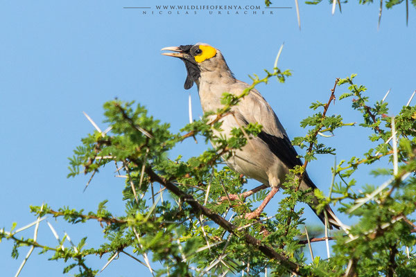 Buffalo Springs National Reserve