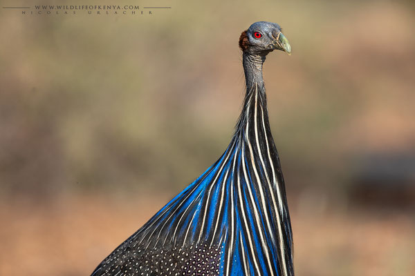 Samburu National Reserve
