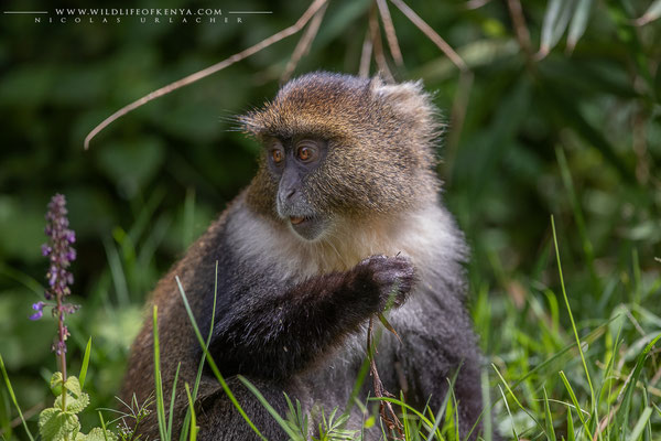 Aberdare National Park