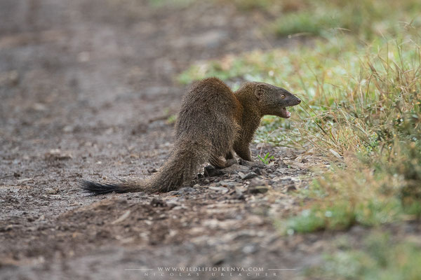 Aberdare National Park