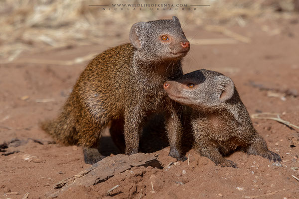 Samburu National Reserve