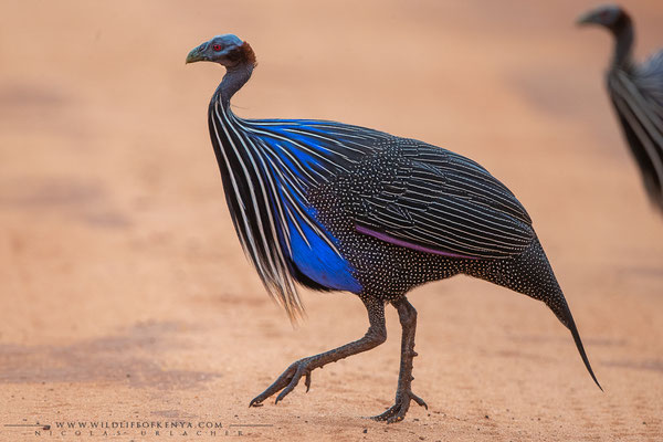 Tsavo West National Park
