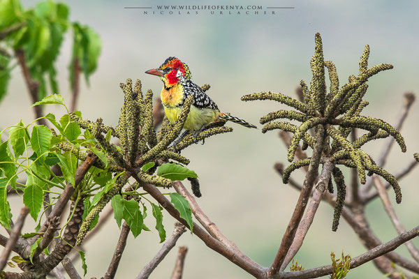 Champagne Ridge, Kajiado