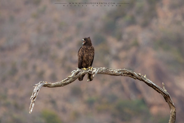 Tsavo West National Park