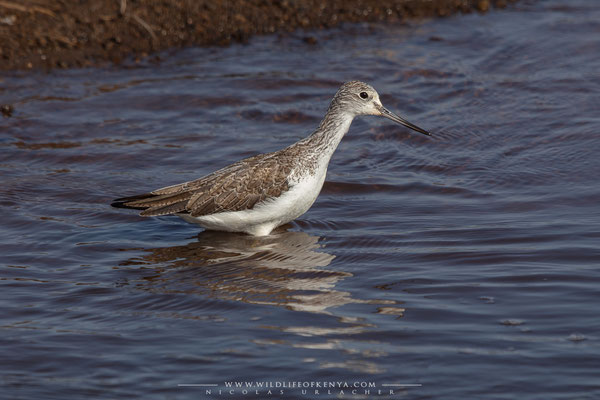 Lake Nakuru National Park
