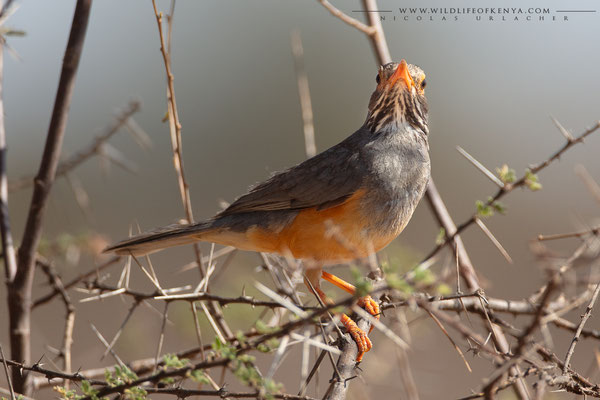 Samburu National Reserve