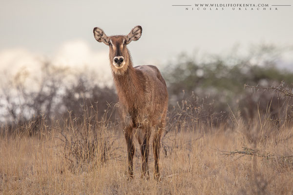 Shaba National Reserve