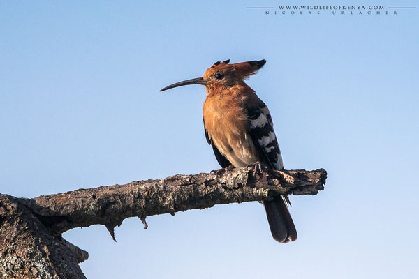 Nairobi National Park