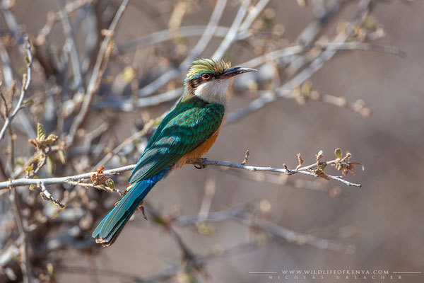 Samburu National Reserve