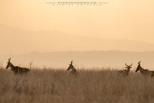 Nairobi National Park