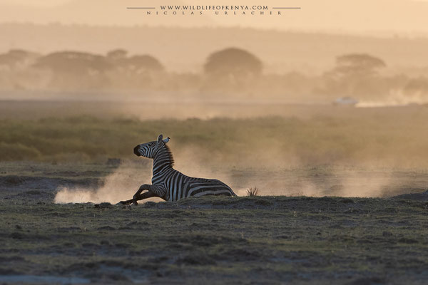 Zebra  / Amboseli / January 2023