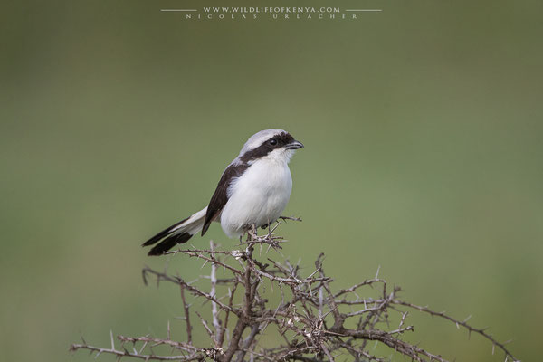 Nakuru National Park