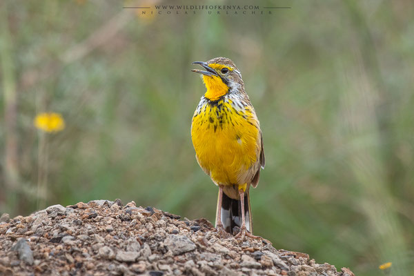 Nairobi National Park