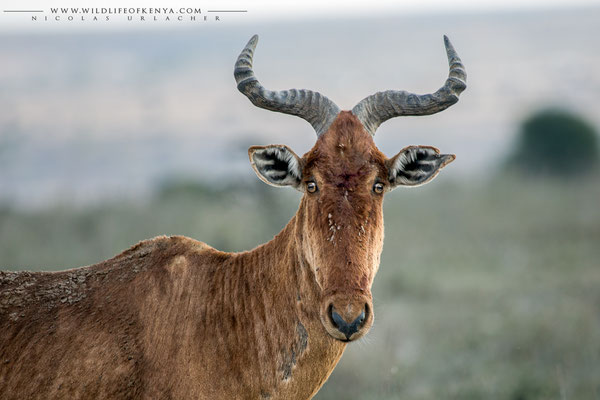 Nairobi National Park