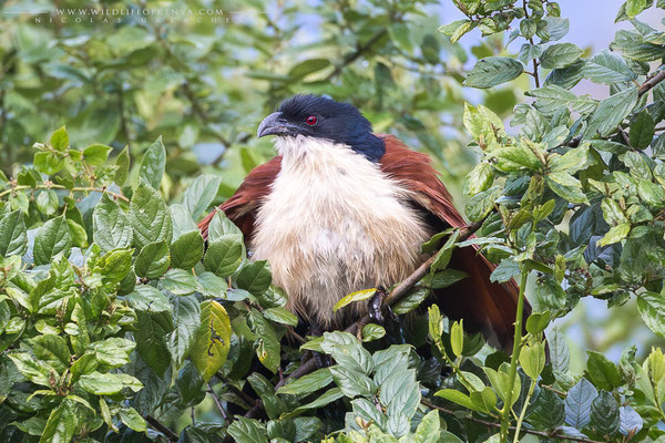 Aberdare National Park