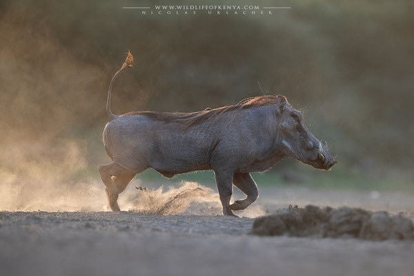 Shompole Conservancy