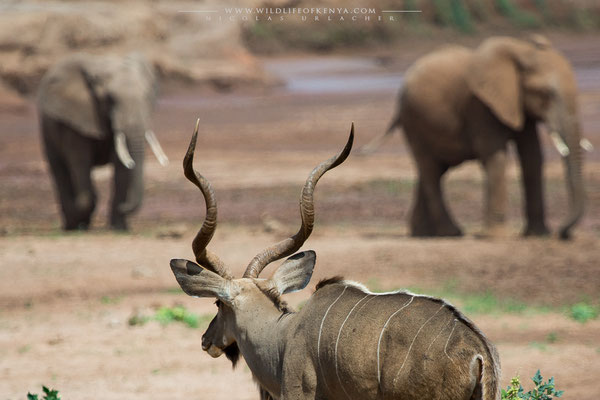 Samburu National Reserve
