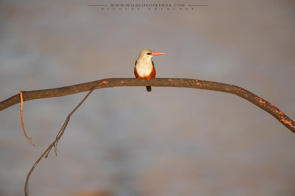 Samburu National Reserve