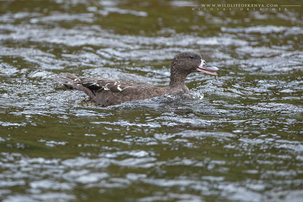 Aberdare National Park