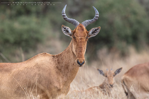 Nairobi National Park